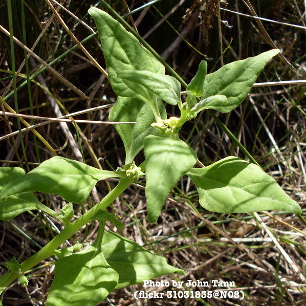 NZ spinach