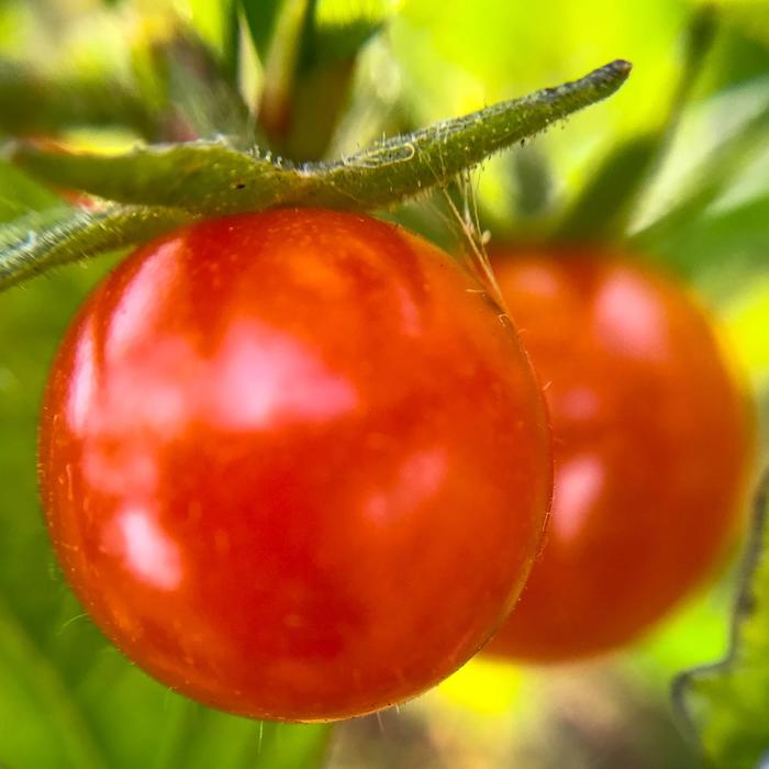 tomato