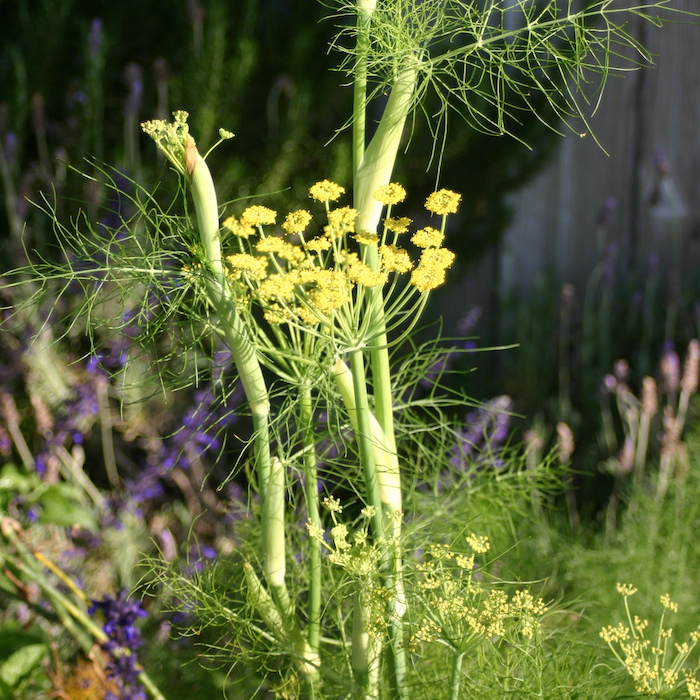 fennel