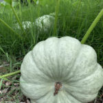 pumpkins in the weeds