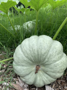 pumpkins in the weeds